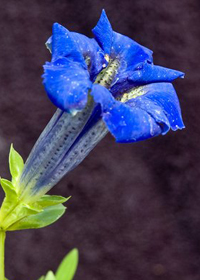 Gentiana acaulis 'Holzmann'